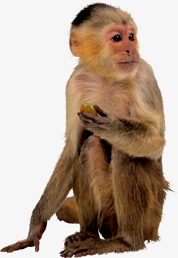 猿猴吃水果