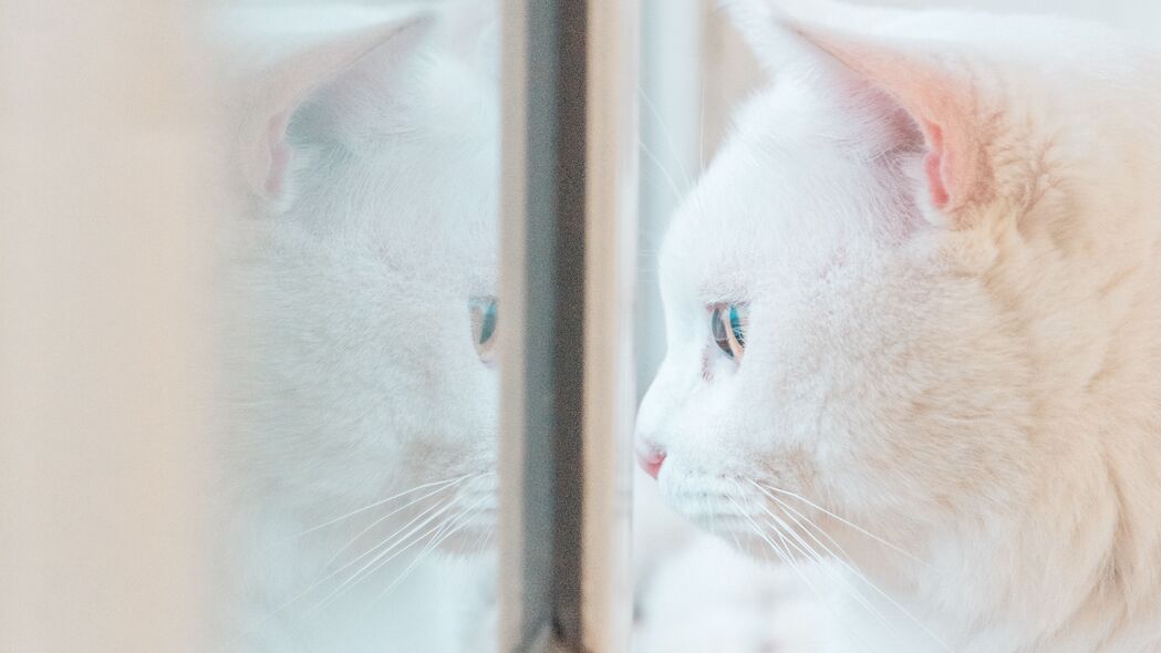 猫 白色 窗户 一瞥 反射 4k壁纸 3840x2160