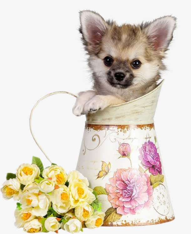 玫瑰花和茶杯狗