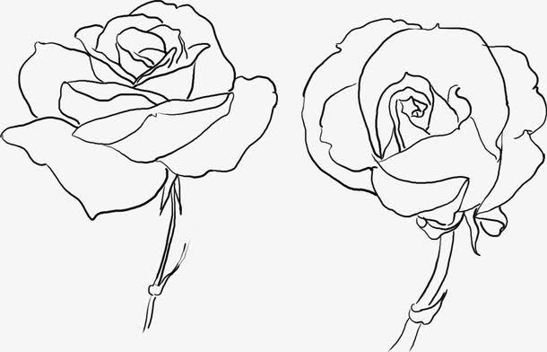 手绘素描玫瑰花图片