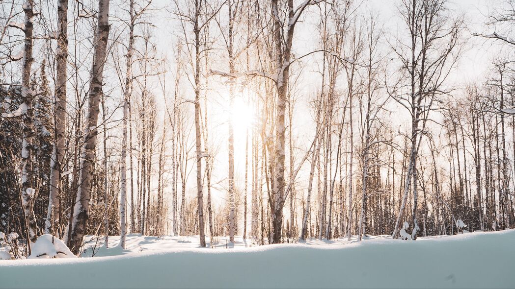 森林 树木 阳光 雪 冬天 风景 4k壁纸 3840x2160