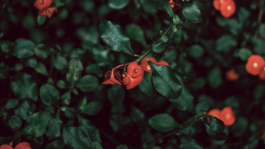 灌木 花朵 红色 植物 宏观 4k壁纸 3840x2160