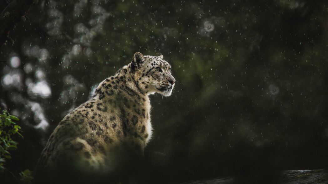 雪豹 豹子 大猫 捕食者 雨水 野生动物 4k壁纸 3840x2160