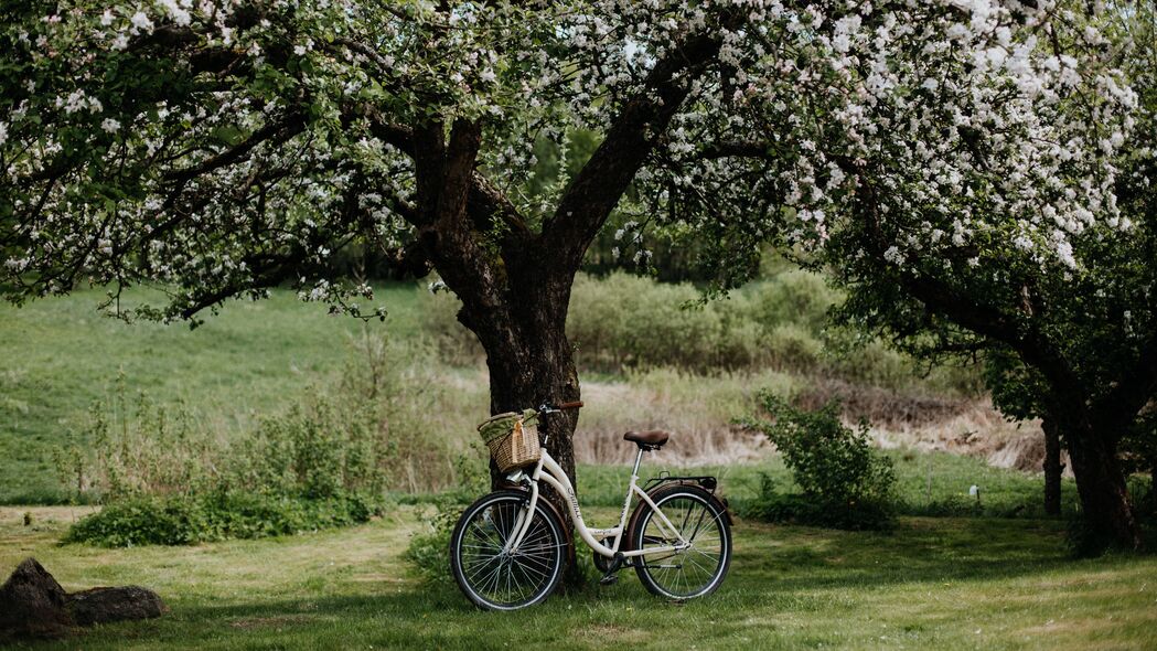 自行车 树 苹果树 开花 花朵 4k壁纸 3840x2160