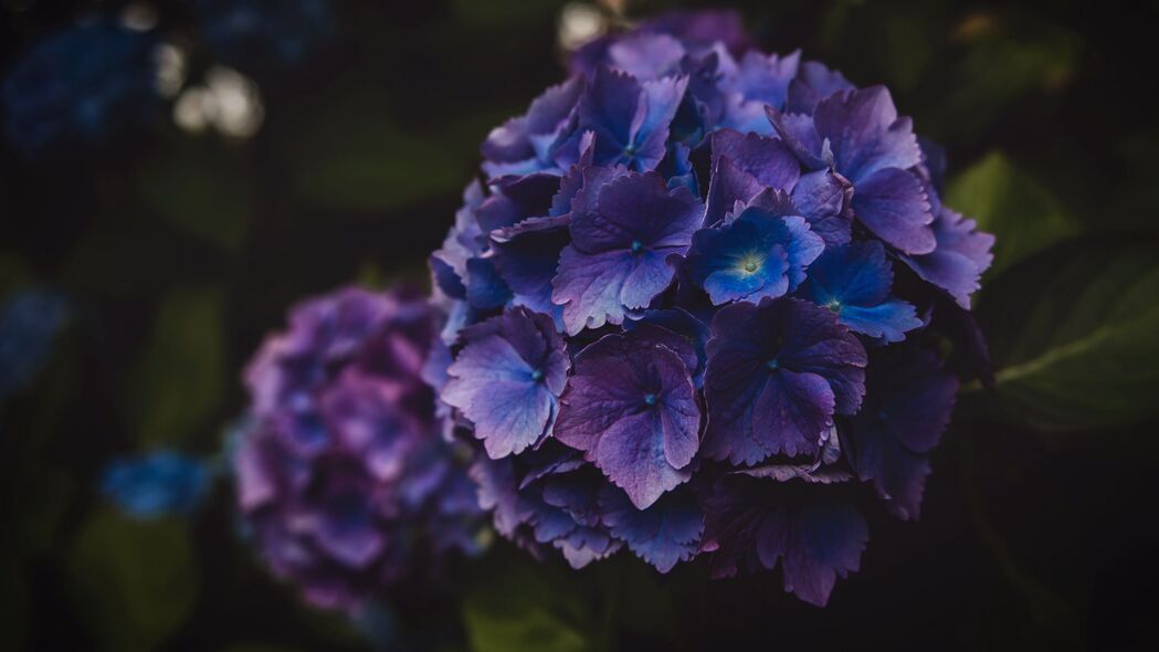 绣球花 花朵 紫色 花序 宏观 4k壁纸 3840x2160