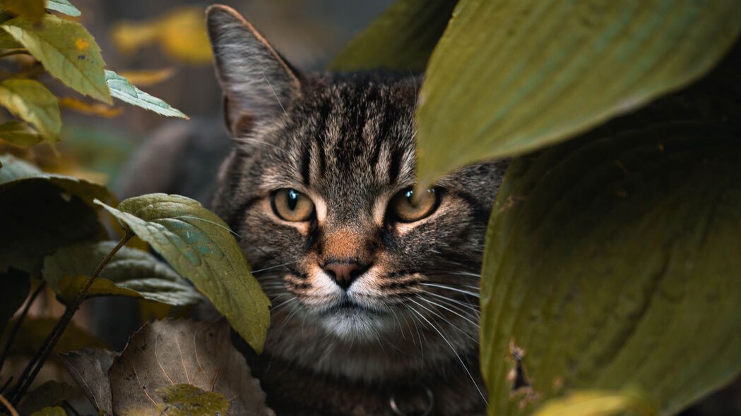 4K高清动物壁纸，猫藏身树叶间，一瞥惊艳，3840x2160免费下载