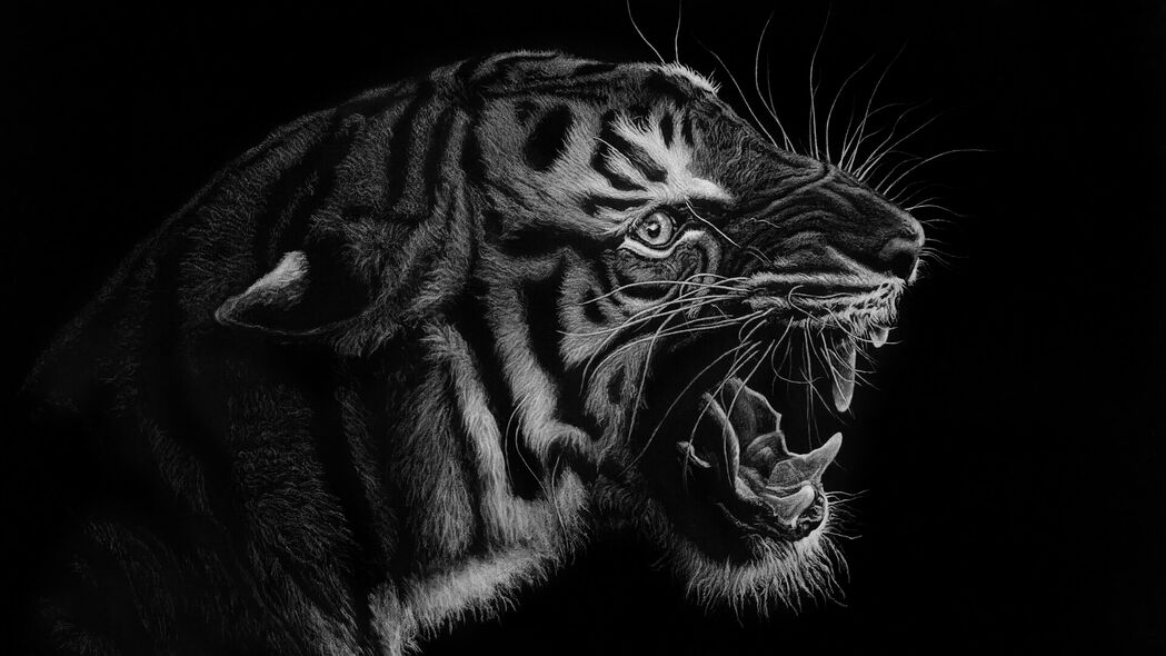 老虎 咧嘴笑 艺术 bw 捕食者 4k壁纸 3840x2160
