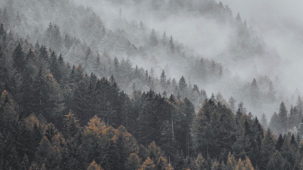 森林 雾 树木 树梢 风景 4k壁纸 3840x2160