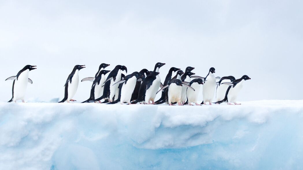 企鹅 羊群 冰 冰川 南极 4k壁纸 3840x2160