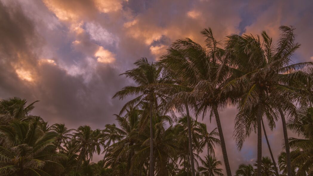 棕榈树 天空 云 热带 4k壁纸 3840x2160