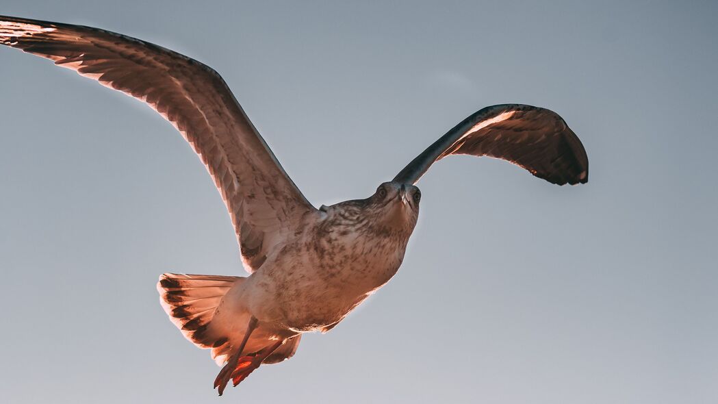 高清鹰鸟飞行捕食者翅膀4K壁纸，3840x2160超清动物图片，一键下载