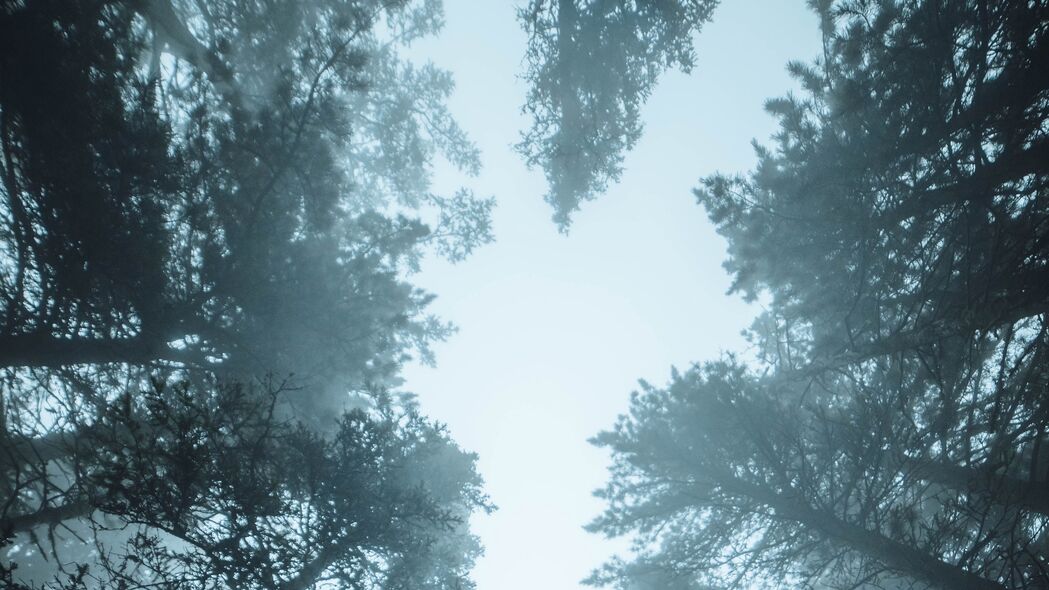 森林 树木 雾 松树 树梢 4k壁纸 3840x2160
