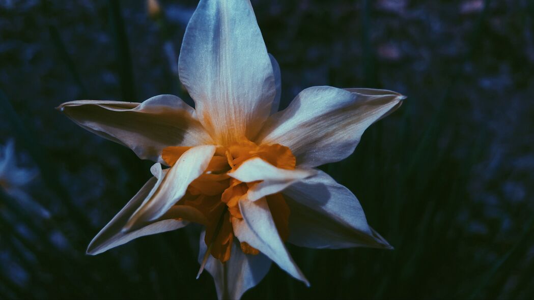 水仙花·纯净白色·花瓣之美·高清4K壁纸，3840x2160宏观背景图片，免费下载