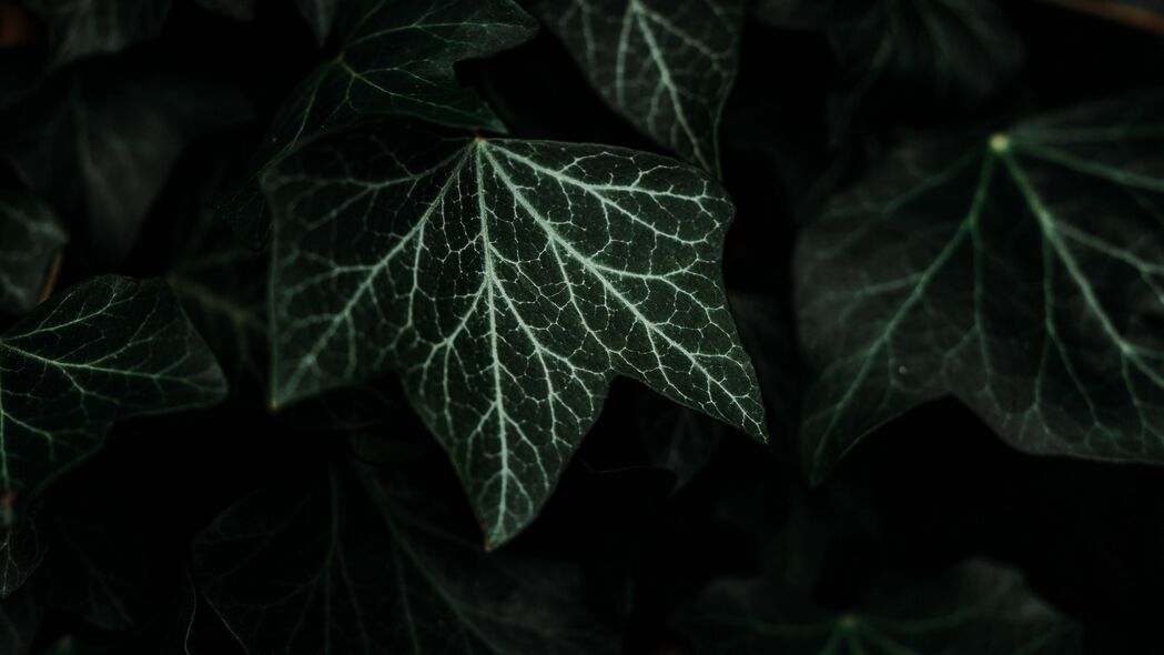 叶子 植物 绿色 深色 灌木 4k壁纸 3840x2160