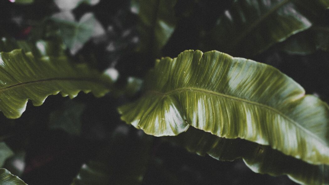 植物 叶子 绿色 热带 深色 4k壁纸 3840x2160