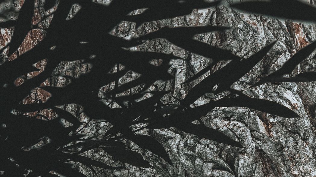 树枝 树叶 深色 阴影 4k壁纸 3840x2160