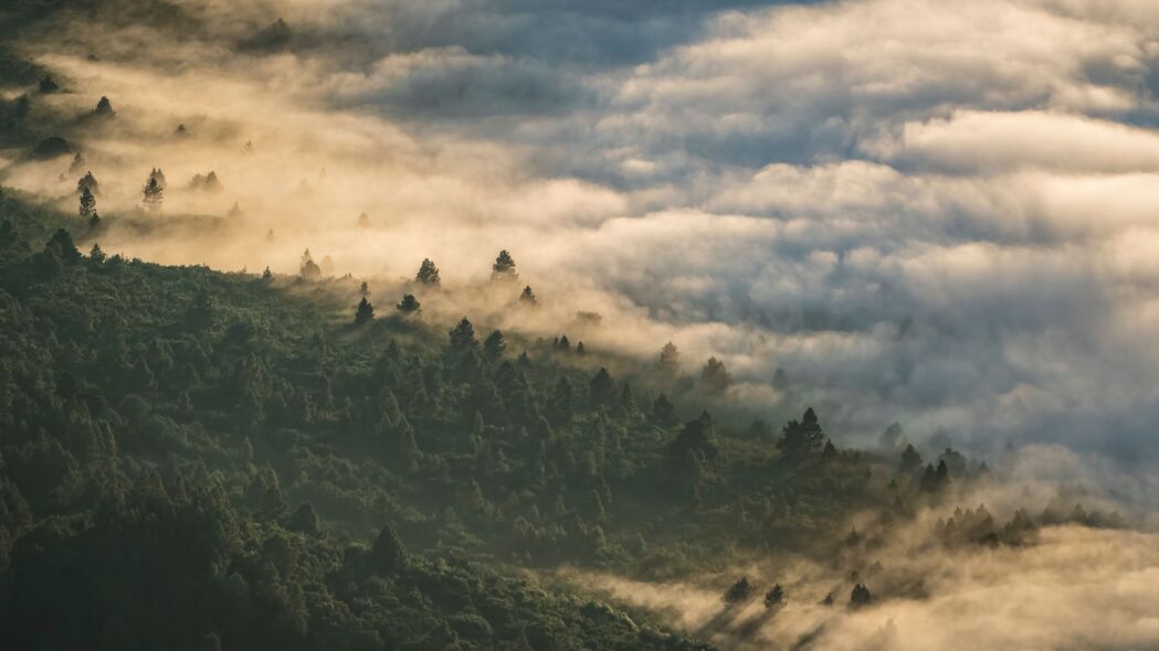 森林 云 鸟瞰图 雾 高度 4k壁纸 3840x2160