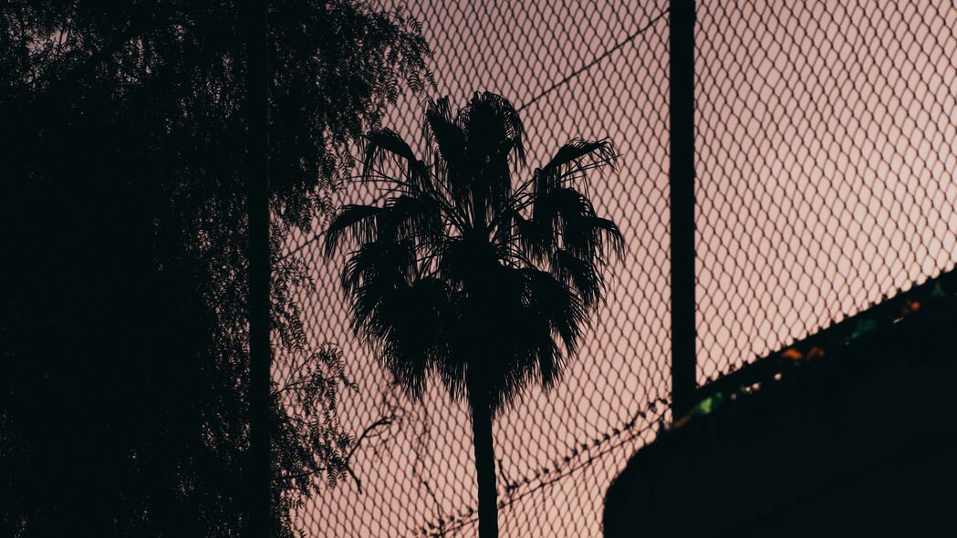 棕榈树 夜晚 网 围栏 黑暗 4k壁纸 3840x2160