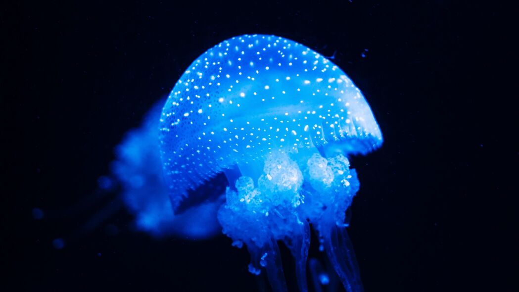 水母 蓝色 发光 海底世界 海洋 4k壁纸 3840x2160