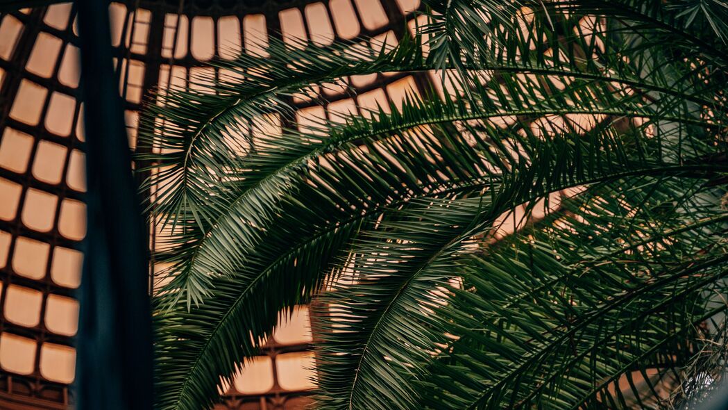 棕榈 树枝 树叶 植物 装饰 4k壁纸 3840x2160