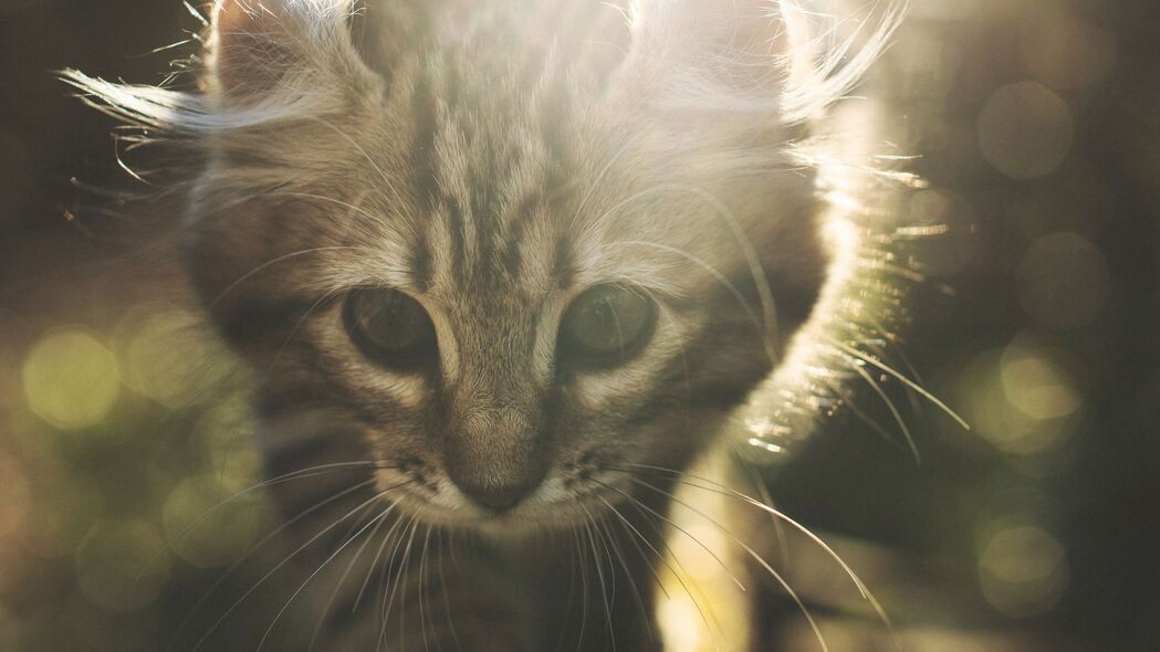 小猫 猫 可爱 阳光 眩光 4k壁纸 3840x2160