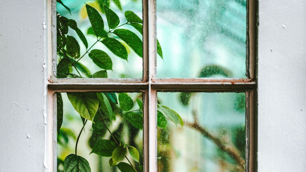 窗户 树枝 树叶 植物 查看 4k壁纸 3840x2160