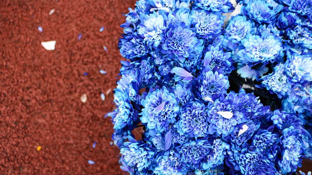 花束 花 蓝色 花瓣 绽放 4k壁纸 3840x2160