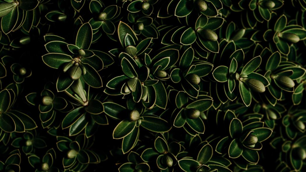 植物 叶子 绿色 深色 特写 4k壁纸 3840x2160