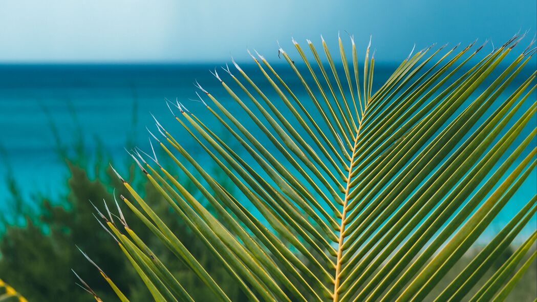 棕榈 树枝 树叶 海洋 海岸 地平线 4k壁纸 3840x2160