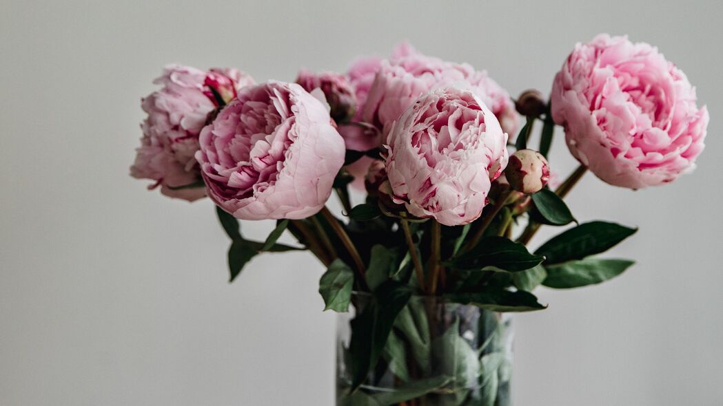 牡丹 花 花束 粉红色 花瓶 4k壁纸 3840x2160