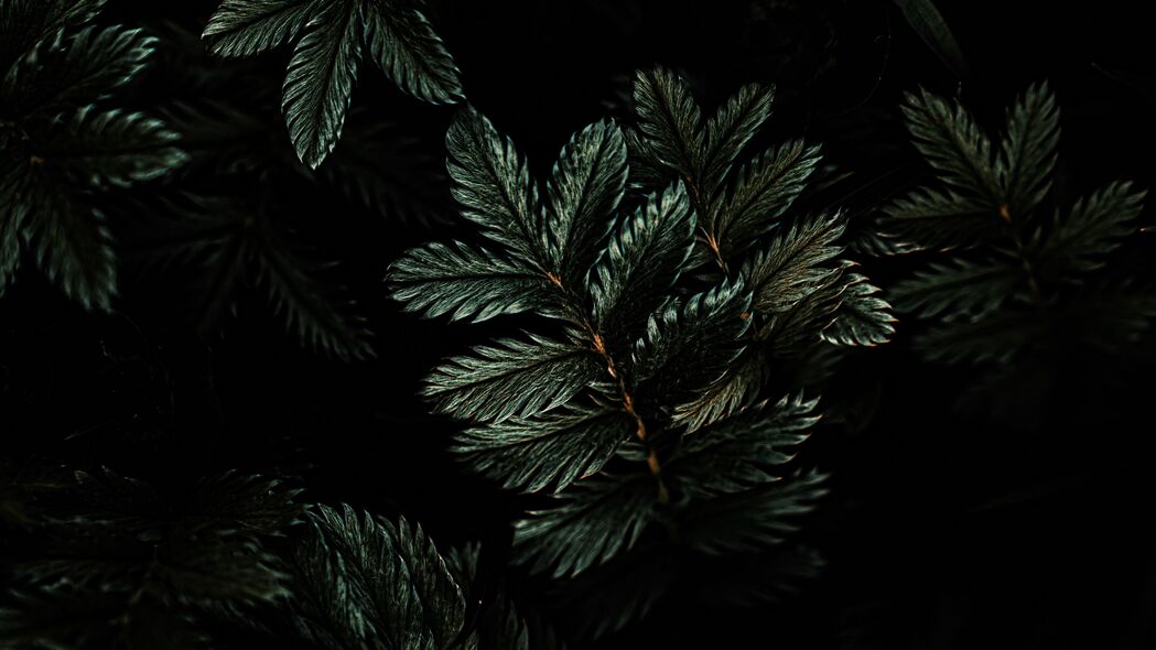 树叶 树枝 深色 绿色 植物 4k壁纸 3840x2160