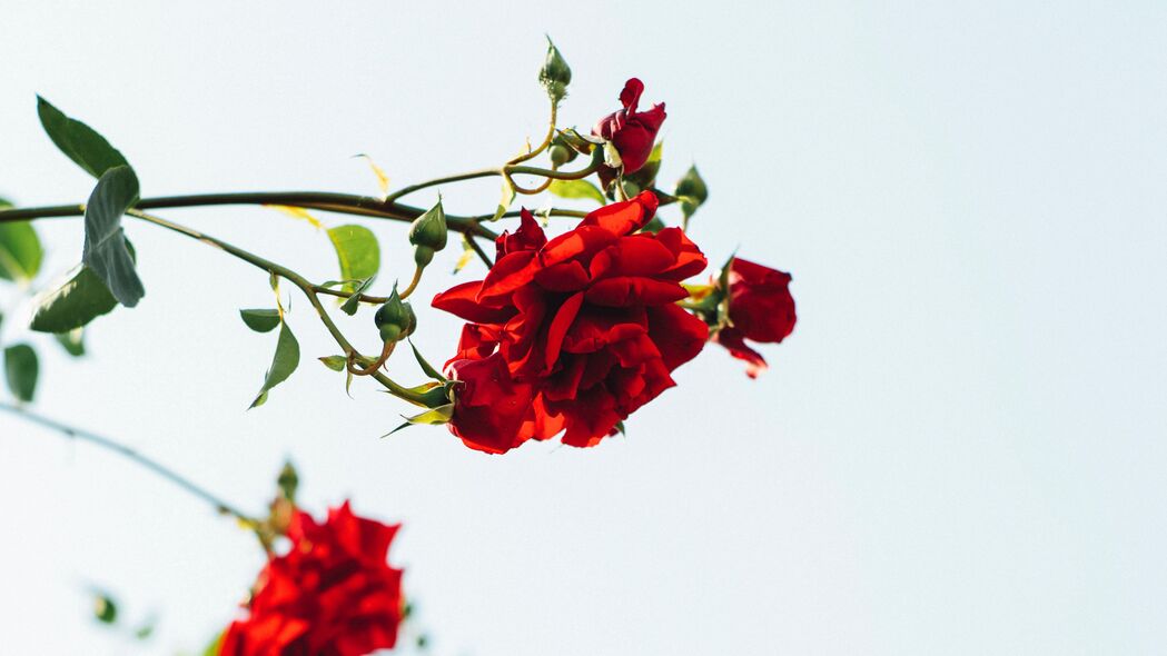 玫瑰 红色 花朵 绽放 植物 4k壁纸 3840x2160