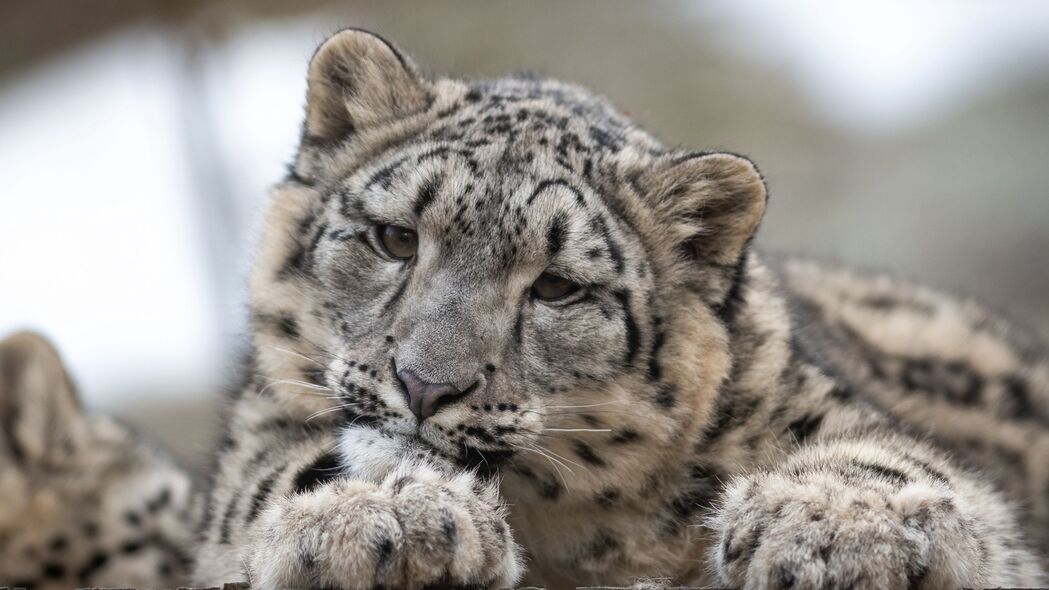 雪豹 豹子 幼崽 捕食者 斑点 野生动物 4k壁纸 3840x2160