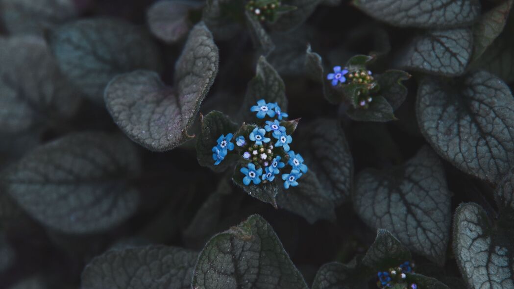 花 蓝色 花序 叶子 植物 开花 4k壁纸 3840x2160