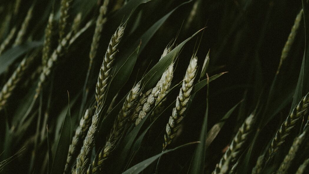 小麦 小穗 谷物 绿色 深色 植物 4k壁纸 3840x2160