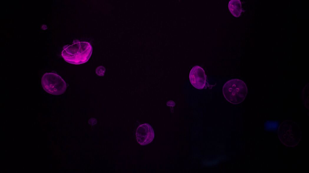 水母 发光 紫色 深色 水下 4k壁纸 3840x2160