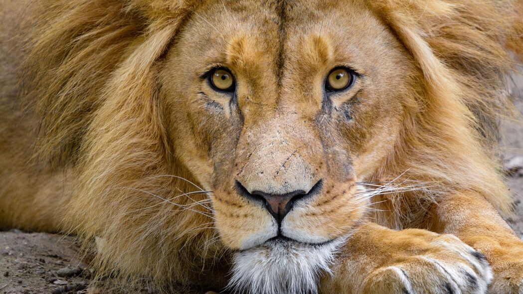 狮子 枪口 一瞥 野兽之王 捕食者 野生动物 4k壁纸 3840x2160