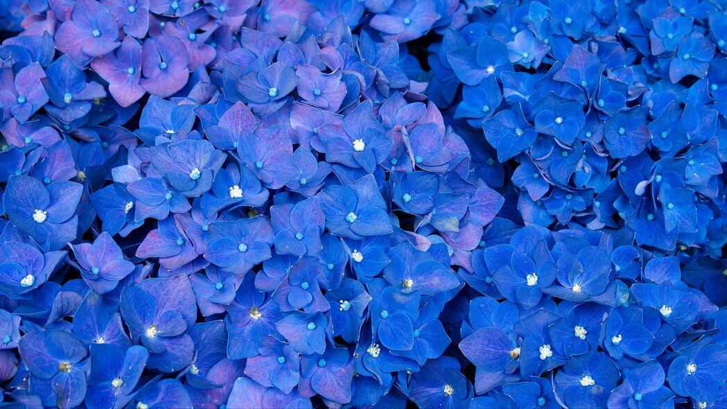 绣球花 花序 蓝色 花朵 4k壁纸 3840x2160