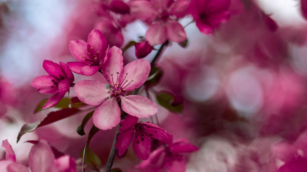 樱花 花朵 粉红色 绽放 树枝 4k壁纸 3840x2160