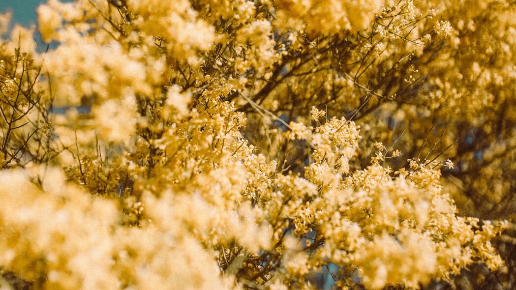 花朵 黄色 树枝 模糊 4k壁纸 3840x2160