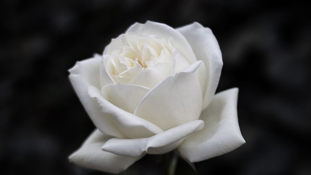 玫瑰 花 白色 bw 开花 4k壁纸 3840x2160