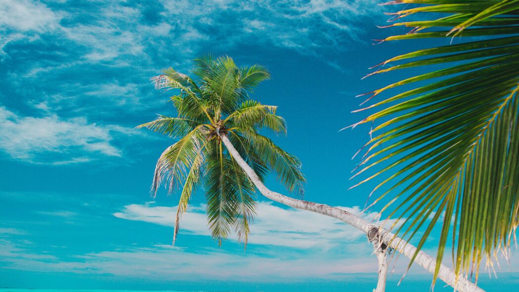 海滩 大海 棕榈树 夏天 热带 4k壁纸 3840x2160