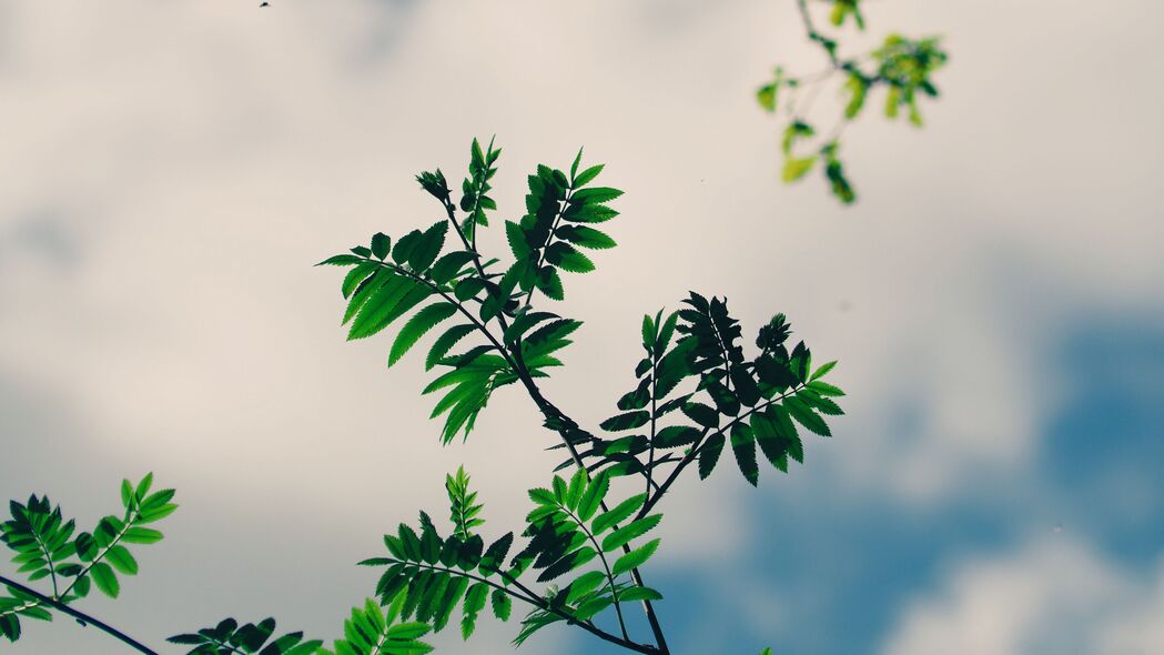 树枝 树叶 绿色 植物 天空 4k壁纸 3840x2160