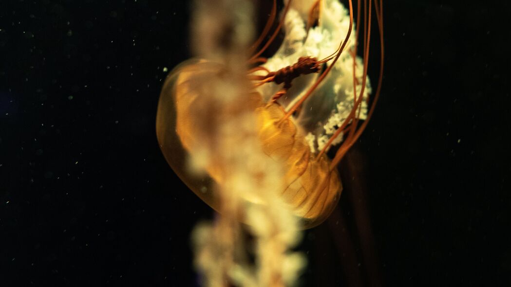 水母 触手 海底世界 深度 特写 4k壁纸 3840x2160