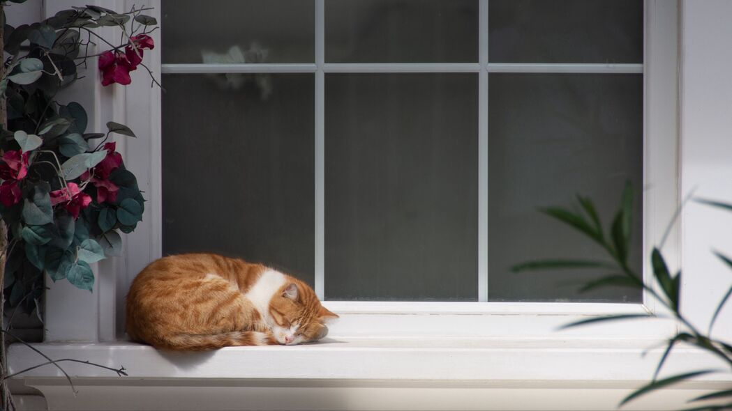 猫 窗台 睡眠 花 休息 4k壁纸 3840x2160