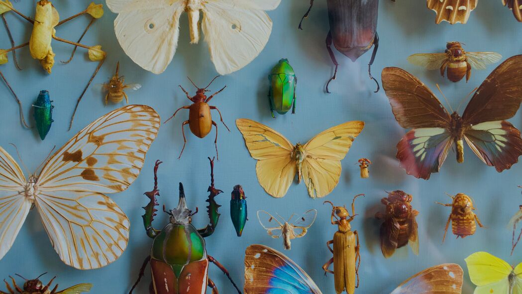 昆虫 收藏 蝴蝶 甲虫 装饰 4k壁纸 3840x2160