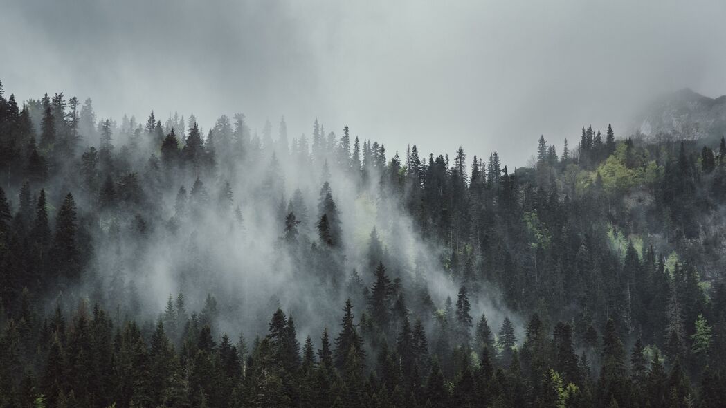 森林 雾 树木 山脉 树冠 顶部 4k壁纸 3840x2160