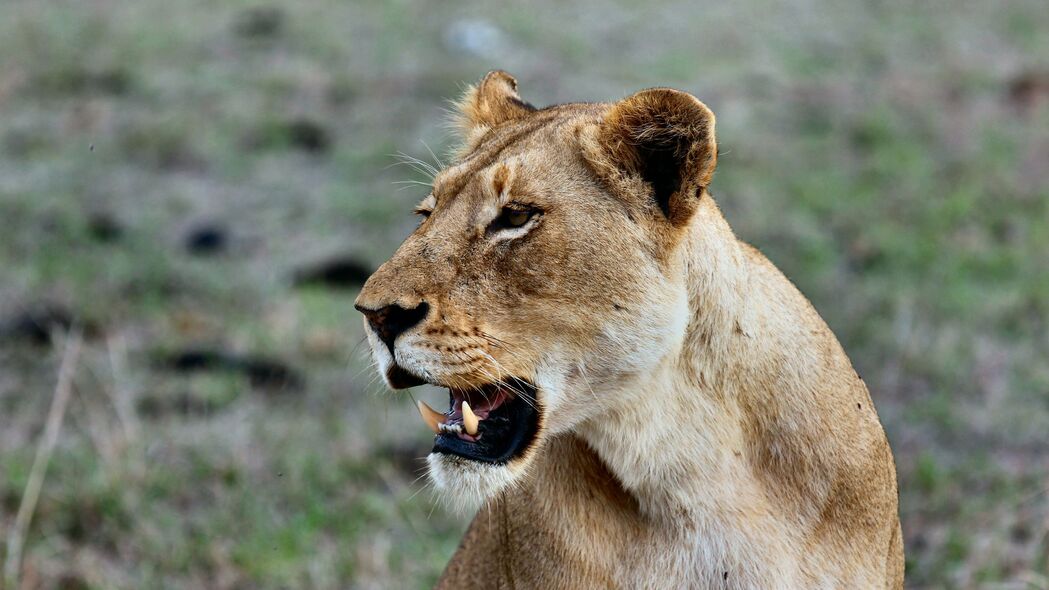 狮子 母狮 咧嘴笑 捕食者 野生动物 4k壁纸 3840x2160