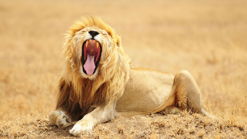 狮子 咧嘴笑 捕食者 百兽之王 大猫 野生动物 4k壁纸 3840x2160