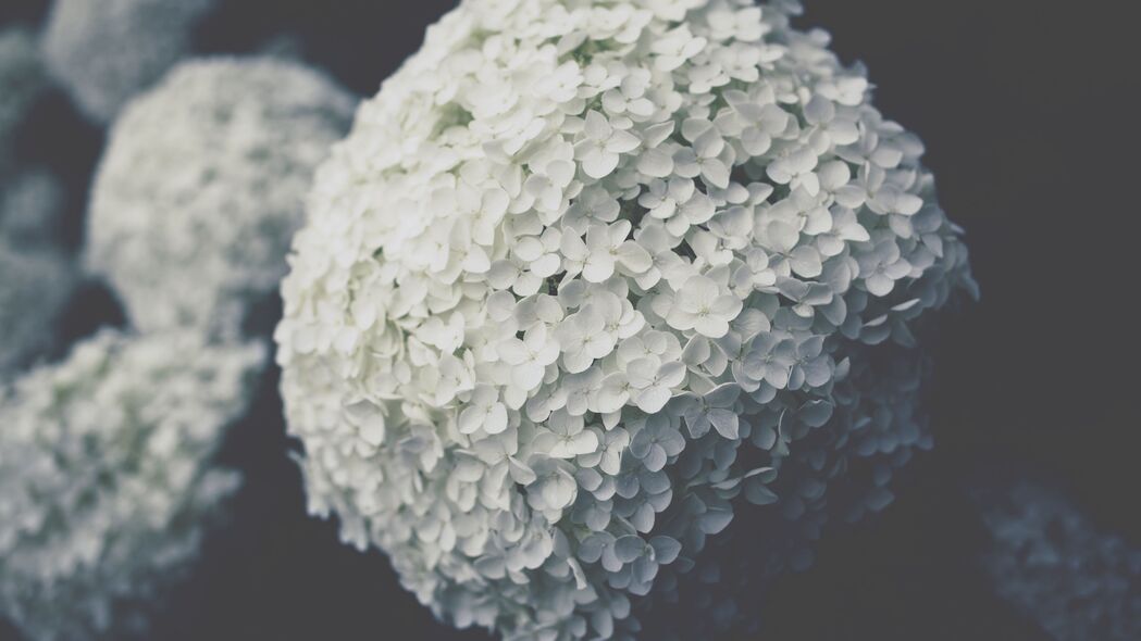 花 花序 白色 开花 植物 4k壁纸 3840x2160